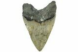 Serrated, Fossil Megalodon Tooth - North Carolina #311829-1